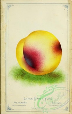 peach-01157 - Peach - Large Eraly York