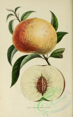 peach-01158 - Peach