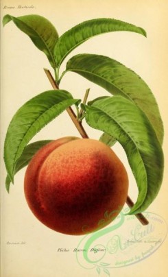 peach-01160 - Baron Dufour Peach