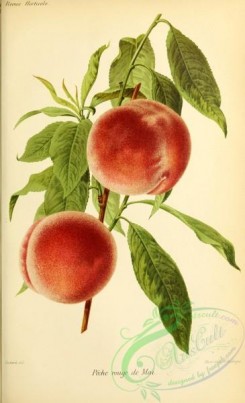 peach-01178 - Peach