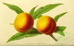peach-01195 - Peach
