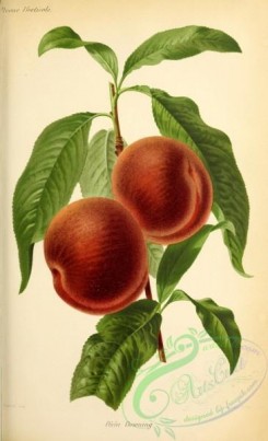 peach-01196 - Downing Peach