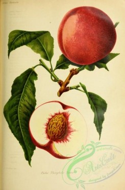 peach-01209 - Peach