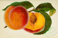 peach-01275 - Peach