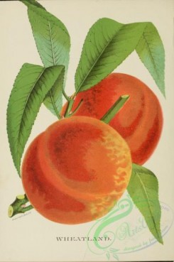 peach-01276 - Wheatland Peach