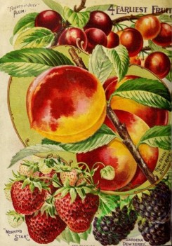 peach-01323 - 056-Plum, Peach, Strawberry, Dewberry