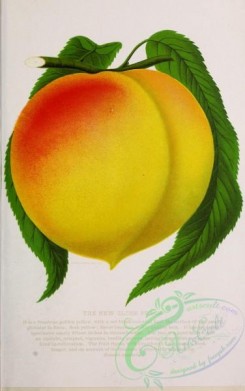 peach-01341 - 013-Peach