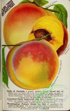 peach-01363 - 043-Peach