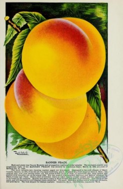 peach-01378 - 096-Peach