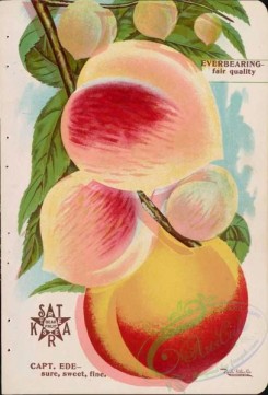 peach-01388 - 033-Peach
