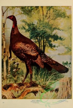peacocks_and_pheasants-00021 - Wild Turkey, meleagris gallopavo