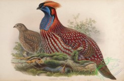 peacocks_and_pheasants-00063 - Temminck's Horned Pheasant