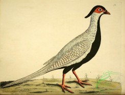 peacocks_and_pheasants-00085 - White China Pheasant
