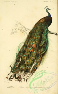 peacocks_and_pheasants-00146 - Common Peafowl