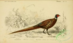 peacocks_and_pheasants-00147 - Common Pheasant