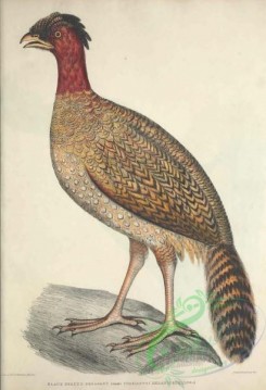 peacocks_and_pheasants-00176 - Black Headed Pheasant, phasianus melanocephalus, 2