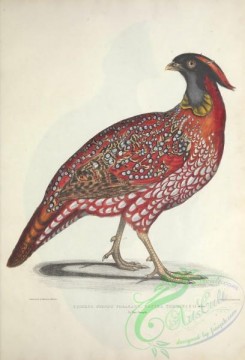 peacocks_and_pheasants-00178 - Chinese Horned Pheasant, satyra temminckii