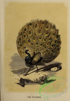 peacocks_and_pheasants-00198 - Peacock