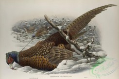 peacocks_and_pheasants-00227 - 442-Phasianus colchicus, Common Pheasant
