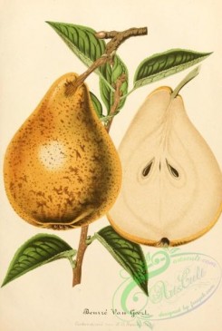 pear-00028 - Pear [1885x2805]