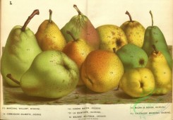 pear-00065 - Pear, 1 [4926x3420]