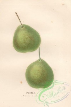 pear-00114 - Pear, 16 [4100x6132]