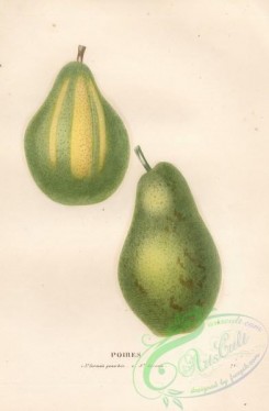 pear-00115 - Pear, 17 [4080x6221]