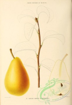 pear-00227 - Pear, 013 [2802x4070]