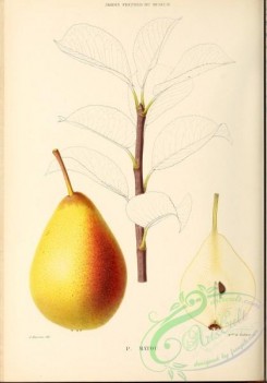 pear-00318 - Pear, 015 [2881x4123]