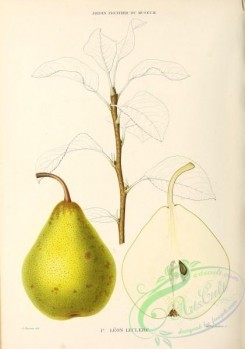 pear-00404 - Pear, 029 [2858x4066]