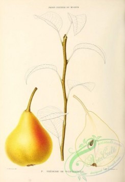 pear-00409 - Pear, 034 [2794x4066]