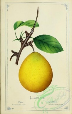 pear-00485 - Pear - Lawrence [2716x4297]