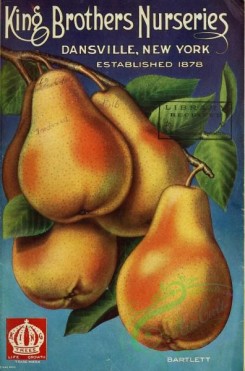 pear-01135 - 026-Pear