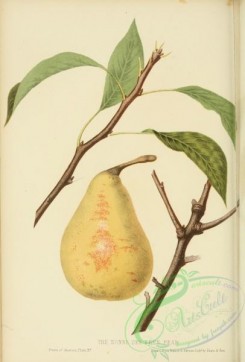 pear-01285 - Bonne des zees Pear