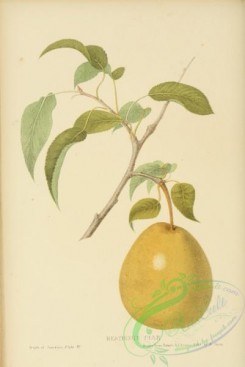 pear-01302 - Heathcote Pear