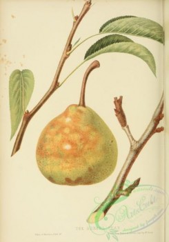 pear-01303 - Henkel Pear