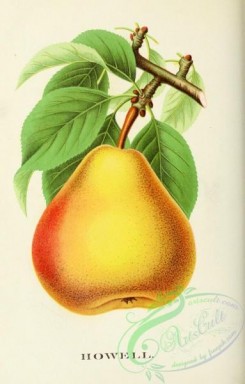 pear-01329 - Howell Pear