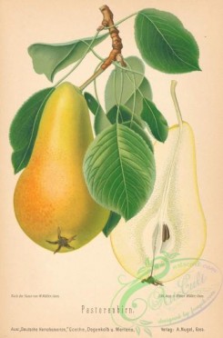 pear-01447 - 044-Pear Pastorenbirn (Ger)