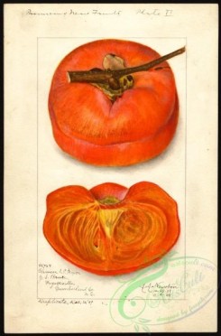 persimmon-00083 - 3825-Diospyros-Chinese [2634x4000]