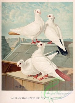 pigeons-00021 - 021-Farbenschwanzige deutsche movchen (Ger) [2207x3004]