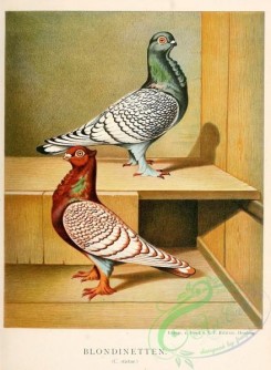 pigeons-00026 - 026-columba stictae [2207x3004]
