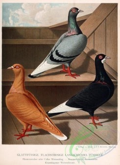 pigeons-00047 - 047-glattfussige flachstirnige langschnabel-tummler (Ger) [2201x3023]