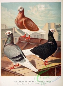 pigeons-00058 - 058-preussische weisskopf-tummler [2207x3004]