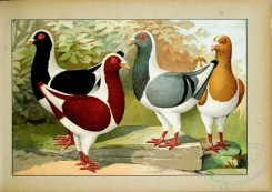 pigeons-00085 - 004-Huhnschecken [2481x1755]