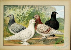 pigeons-00106 - 025-Lockentauben [2481x1755]