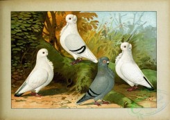 pigeons-00150 - 069-Mowchen, deutsche farbenschwanzige [2481x1755]