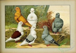 pigeons-00155 - 074-Mowchen, chinesische, chinesische, schildige [2481x1751]