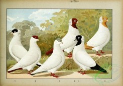 pigeons-00172 - 091-Tummler, Nonnchen, Calotten [2481x1755]