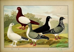 pigeons-00173 - 092-Tummler, Osterreichische Mittel- u Mittel-Langschnabel [2481x1755]