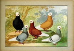 pigeons-00177 - 096-Tummler, deutsche (Elbinger) Weibkopfe [2515x1755]
